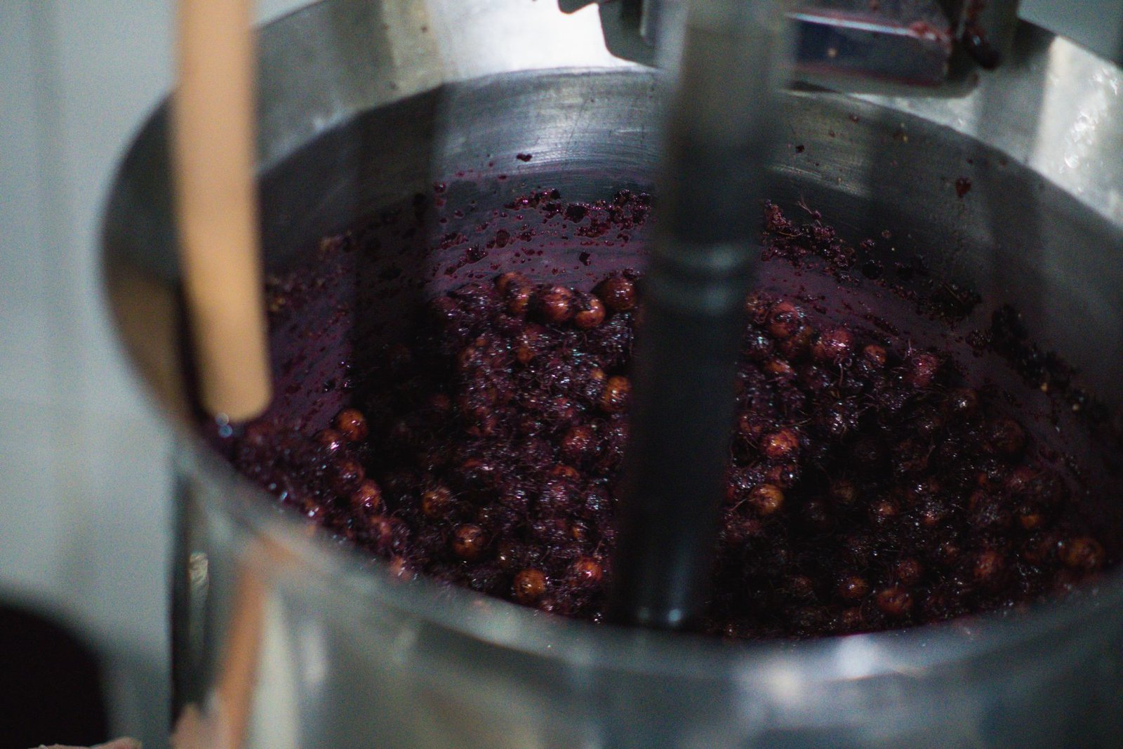 Cachos de açaí no pé
