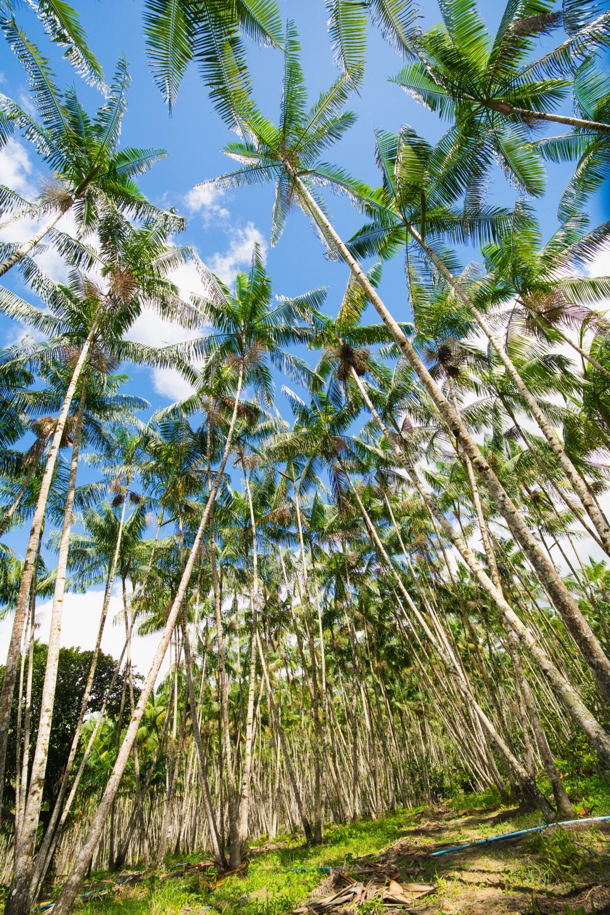 Reserva de Mata Atlântica da Açaí Guardiã em Boca da Mata